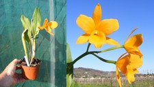 Rhyncattleanthe (Potinara) Jim