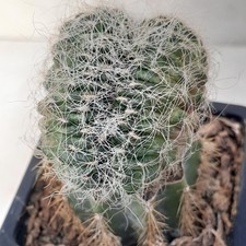 Sulcorebutia Sulcata Cristate