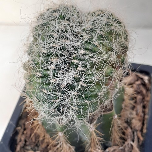 Sulcorebutia sulcata cristate - sulcorebutia,