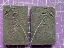 Reptile marin-Fossil de