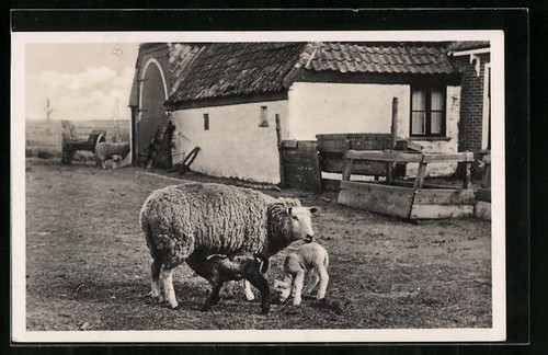 Carte postale texel - texel,, insulo