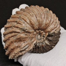 Hoplites rudis de troyes