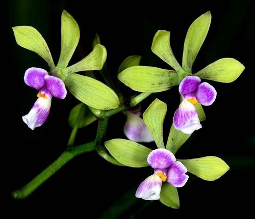 Encyclia mooreana species - encyclia,