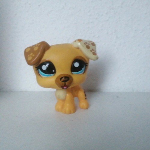 Littlest petshop lps 1579 - littlest, #1579