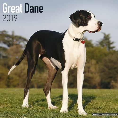 Calendrier 2019 dogue - calendrier,