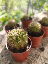 Mini Plante Cactus Echinopsis
