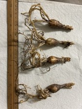 Rare! Brunsvigia josephenae! 5 Year Old Bulbs!