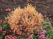 Larix laricina 'Big Mama' -