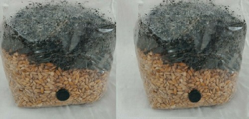 All one mushroom grow - in,