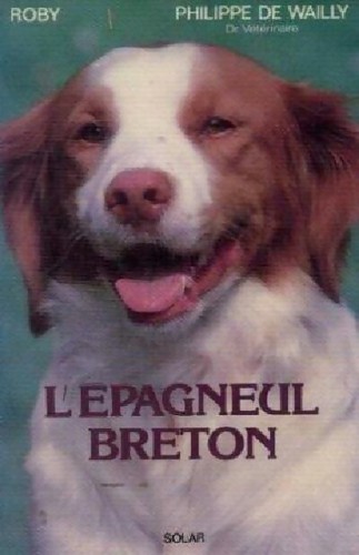 épagneul breton philippe - breton,