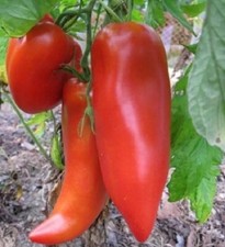 10 Graines De Tomate Coréenne