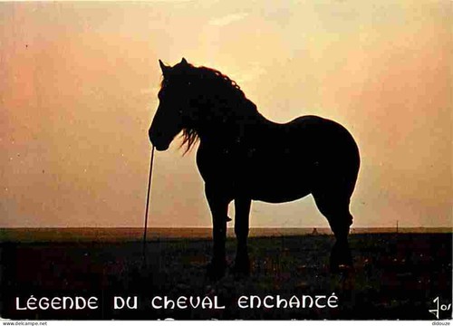 Carte postale animaux - carte,