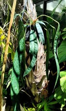 ANTHURIUM  WENDLINGERI  no philodendron variegata no monstera…