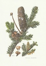 Planche 02 Histoire Naturelle