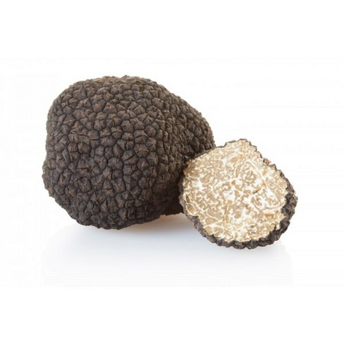 Mycélium truffe blanche - mycélium,