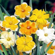 Bulbes de narcisses bulbes fleurs Narcisse à couronne fendue Mix 25 pcs