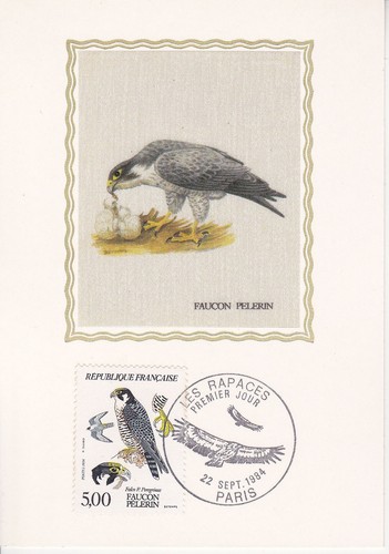 Carte 1er jour rapaces faucon - carte,