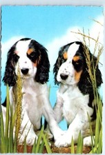 Postcard - Young English cocker spaniels