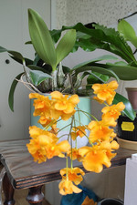 Dendrobium aggregatum