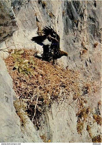 Carte postale animaux - carte,