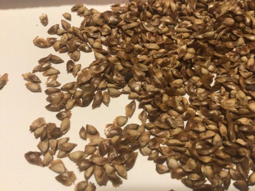 Dahurian larch tree seeds - dahurian,