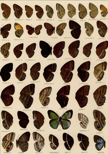 Adalbert seitz papillon - adalbert,