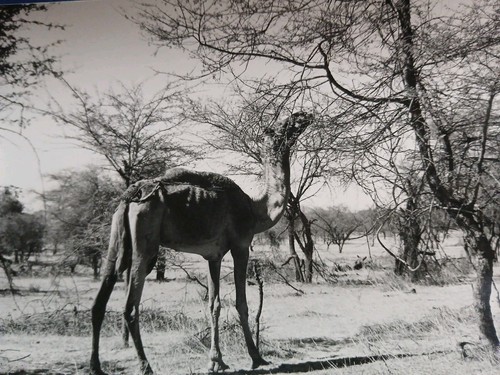Sénégal 1970 lac - de, guiers