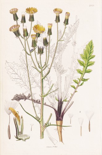 Crepis taraxacifolia pippau - crepis,