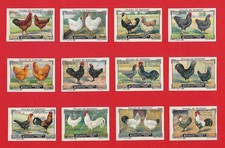 HENS POULES GALLINAS HUHNER