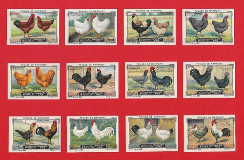 Hens poules gallinas huhner - poules,
