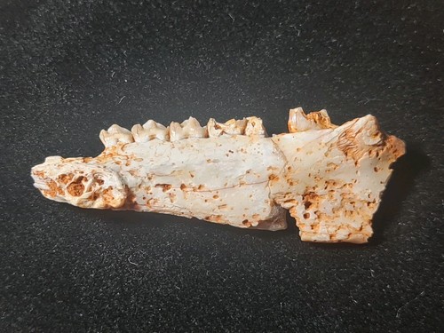 Mandibule caenomeryx - mandibule, de