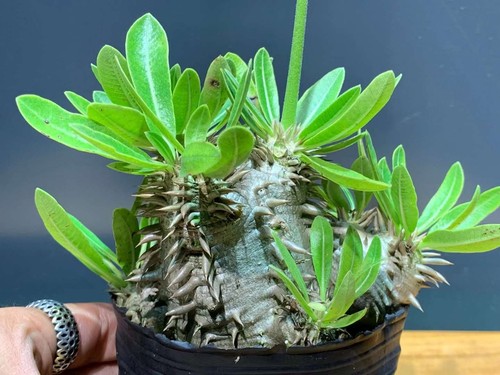 Pachypodium brevicaule - , ×