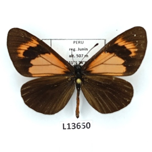 Nymphalidae actinote alcione - nymphalidae,,