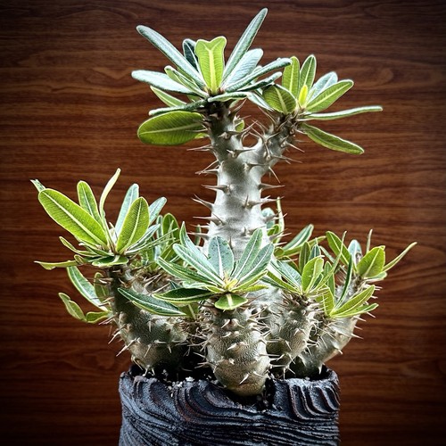 Rare old specimen - old, pachypodium