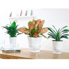 1*Plantante auto-arrosante