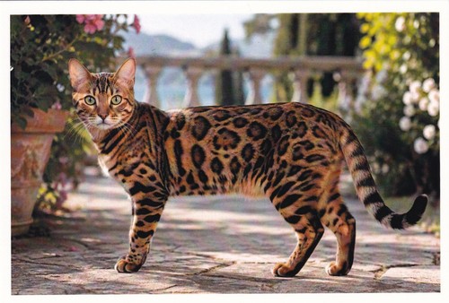 Neo bengal cat postcard - 🦬neo,
