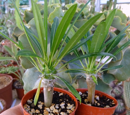 Pachypodium lamerei - pachypodium,