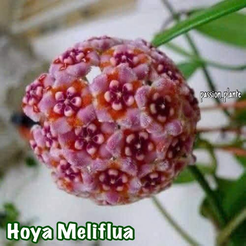 Hoya meliflua pot - 🌿,