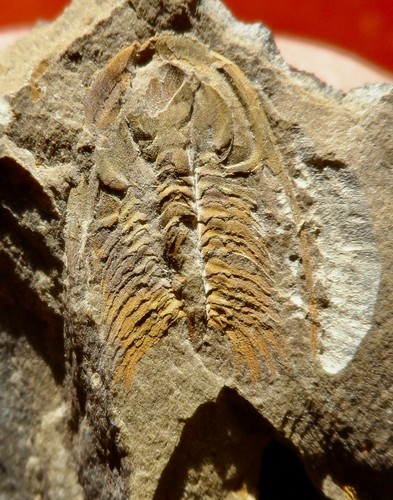 Trilobite cambrien la - trilobite, de