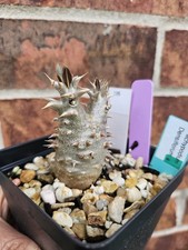 Pachypodium Densiflorum Live
