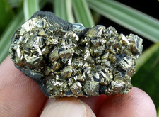 Pyrite dans marne noire Lac