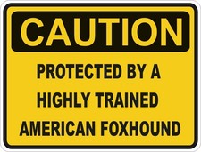 Américain Foxhound Attention