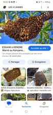 Récupére Essaim D’abeille