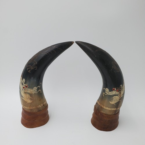 Cornes buffle asiatique - buffle,