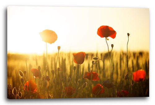 Toile cadres photos fleurs - photos,