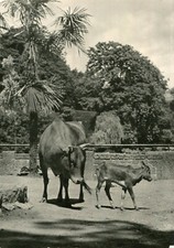 Carte BELGIQUE ANVERS ANTWERPEN Le Zoo Un Zébu