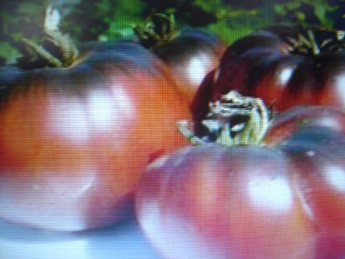Graines tomates noires - 40,
