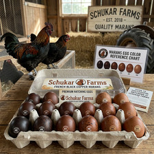 6 Black Copper Marans fertile