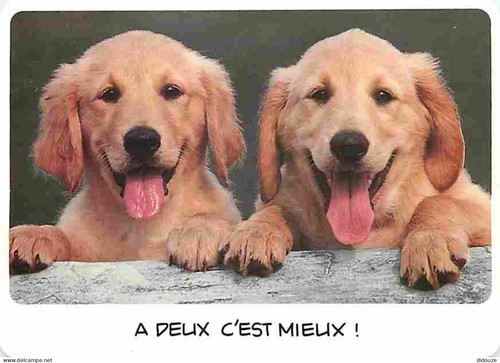 Carte postale animaux - animaux,