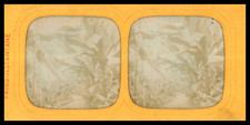 Paris, Jardin d&#039;Acclimatation, la Serre, ca.1860, day/night stereo (French 